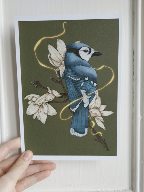 Bluejay A5 Giclee Print