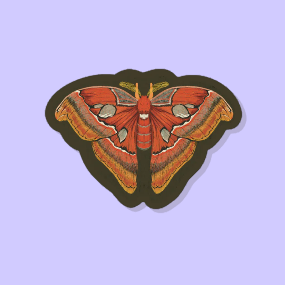 Atlas Moth Vinyl Sticker