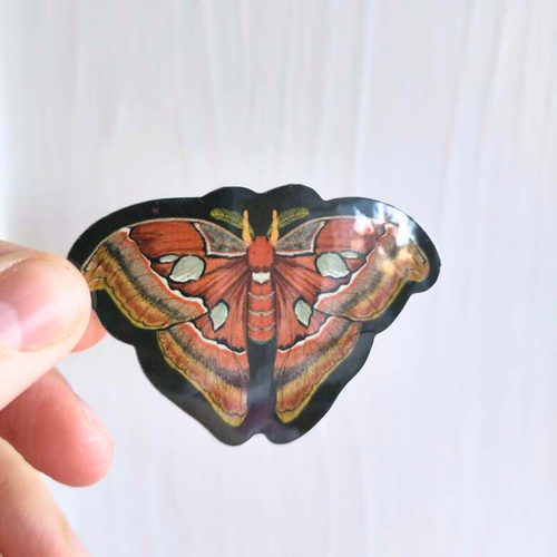A picture of an atlas moth sticker being held against a white background