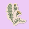 A dandelion sticker on a pink-purple background