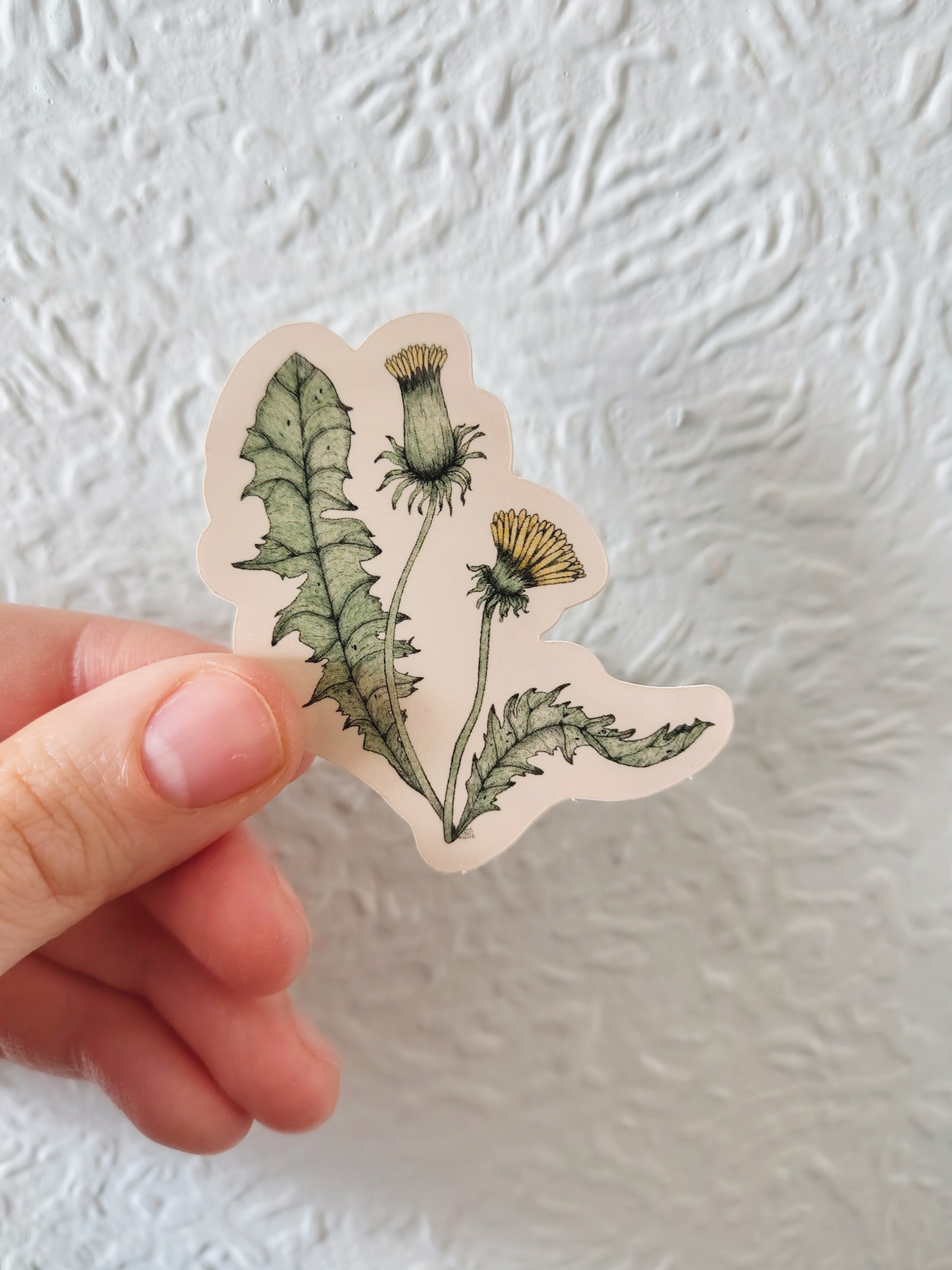 Dandelion Sticker